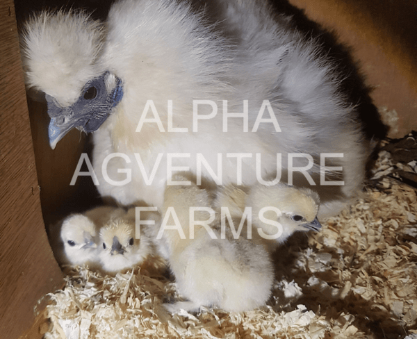 Buy Day-Old Chinese Silkies for Sale from Alpha Agventure Farms