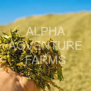 Buy Fermented Napier Silage for Sale from Alpha Agventure Farms