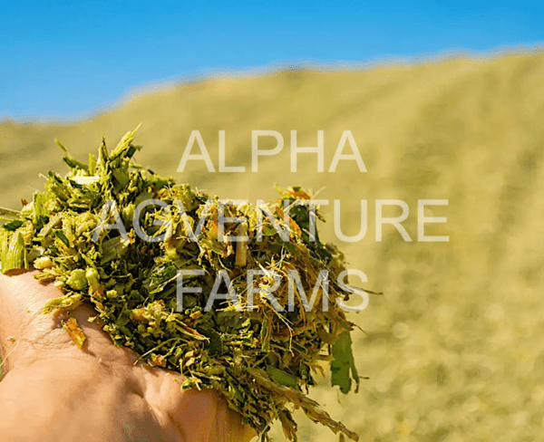 Buy Fermented Napier Silage for Sale from Alpha Agventure Farms