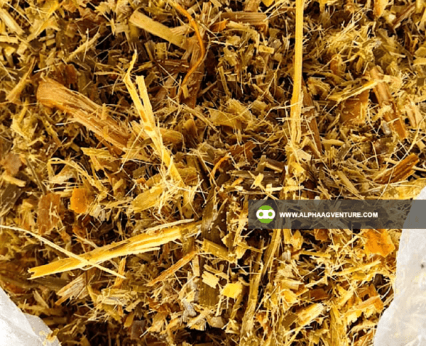 Buy Fermented Napier Silage for Sale from Alpha Agventure Farms