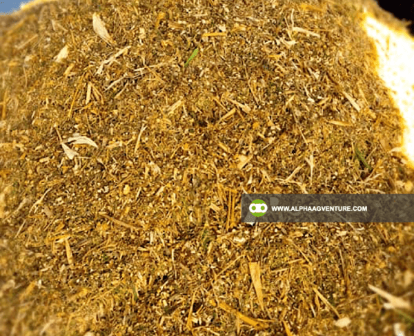 Buy Fermented Napier Silage for Sale from Alpha Agventure Farms