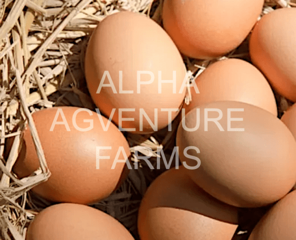 Buy Fertilized Eggs of Barred Plymouth Rock for Sale in the Philippines