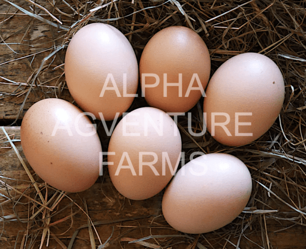 Buy Fertilized Eggs of Black Australorp Chickens for Sale in the Philippines