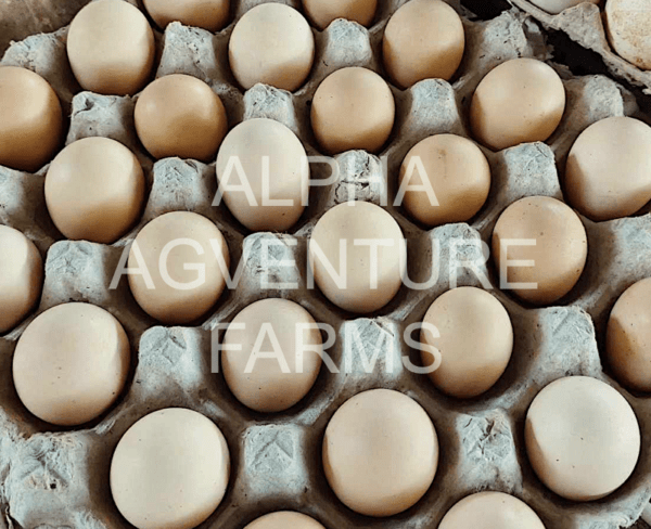 Buy Fertilized Eggs of Chinese Silkies for Sale from Alpha Agventure Farms