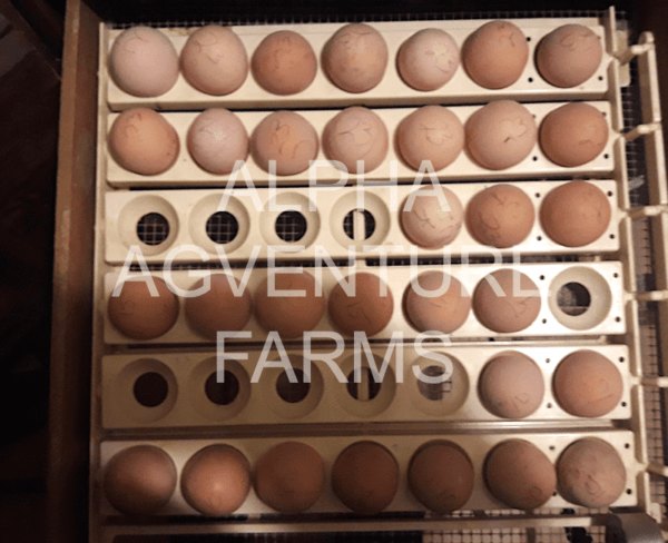 Buy Fertilized Eggs of Standard Cornish for Sale from Alpha Agventure Farms