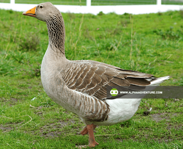 Buy French Toulouse Geese for Sale from Alpha Agventure Farms