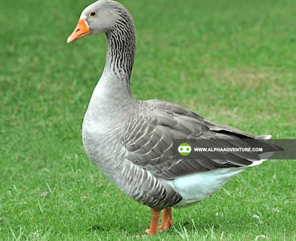 Buy French Toulouse Geese for Sale from Alpha Agventure Farms