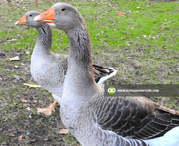 Buy French Toulouse Geese for Sale from Alpha Agventure Farms