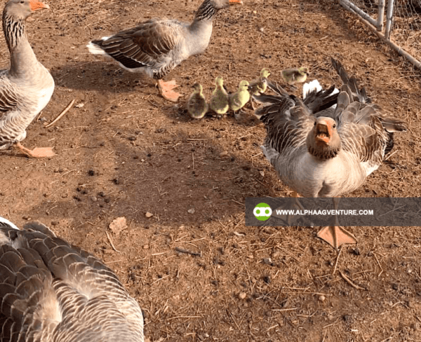 Buy French Toulouse Geese for Sale from Alpha Agventure Farms