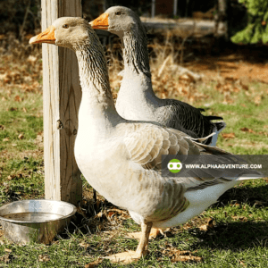 Buy French Toulouse Geese for Sale from Alpha Agventure Farms