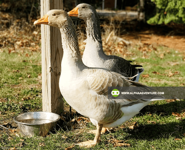 Buy French Toulouse Geese for Sale from Alpha Agventure Farms