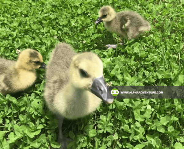 Buy French Toulouse Geese for Sale from Alpha Agventure Farms