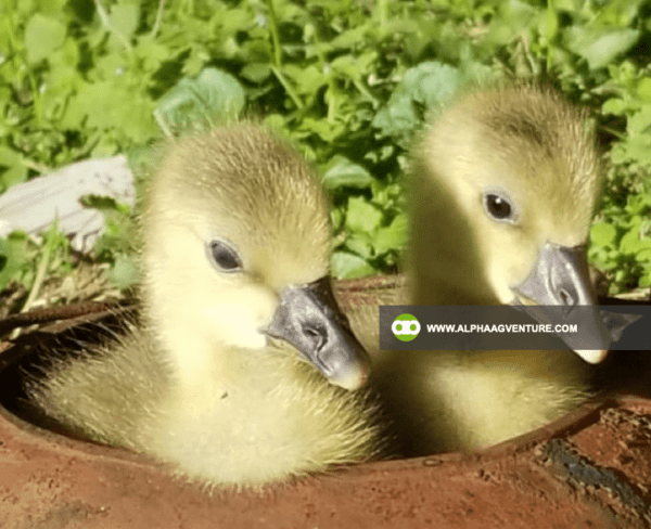 Buy French Toulouse Geese for Sale from Alpha Agventure Farms