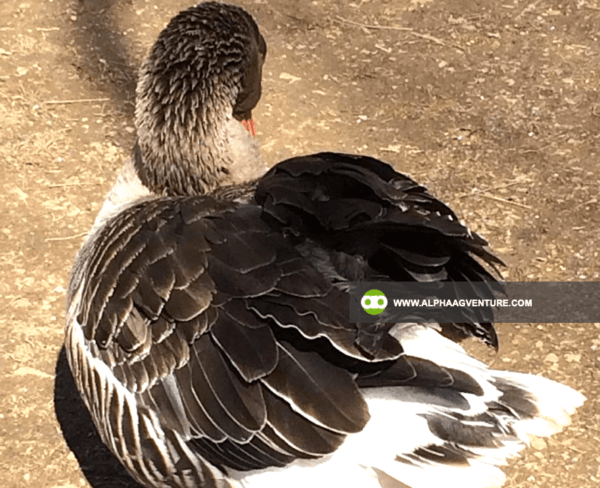 Buy French Toulouse Geese for Sale from Alpha Agventure Farms