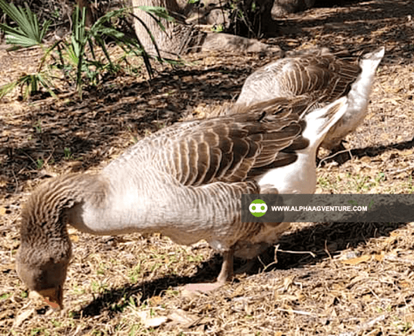 Buy French Toulouse Geese for Sale from Alpha Agventure Farms