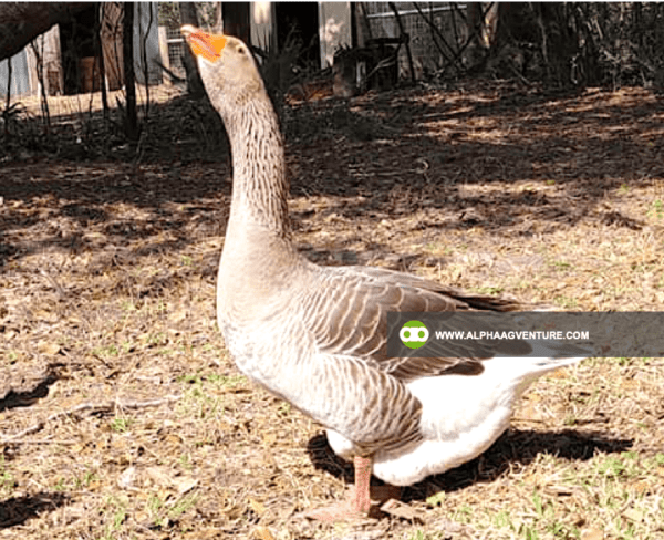 Buy French Toulouse Geese for Sale from Alpha Agventure Farms