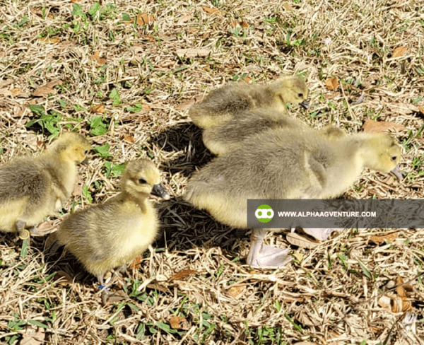 Buy French Toulouse Geese for Sale from Alpha Agventure Farms