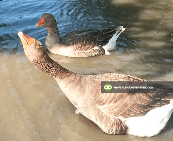 Buy French Toulouse Geese for Sale from Alpha Agventure Farms