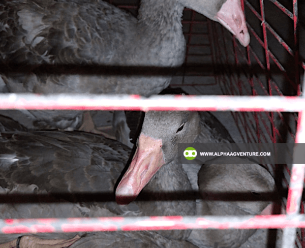 Buy French Toulouse Geese for Sale from Alpha Agventure Farms