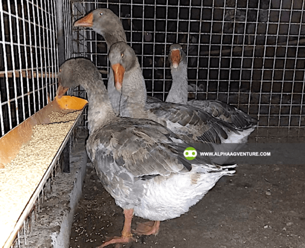 Buy French Toulouse Geese for Sale from Alpha Agventure Farms