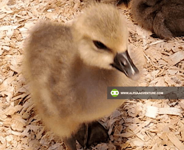 Buy French Toulouse Geese for Sale from Alpha Agventure Farms