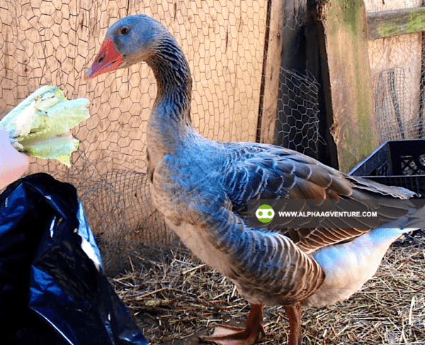 Buy French Toulouse Geese for Sale from Alpha Agventure Farms