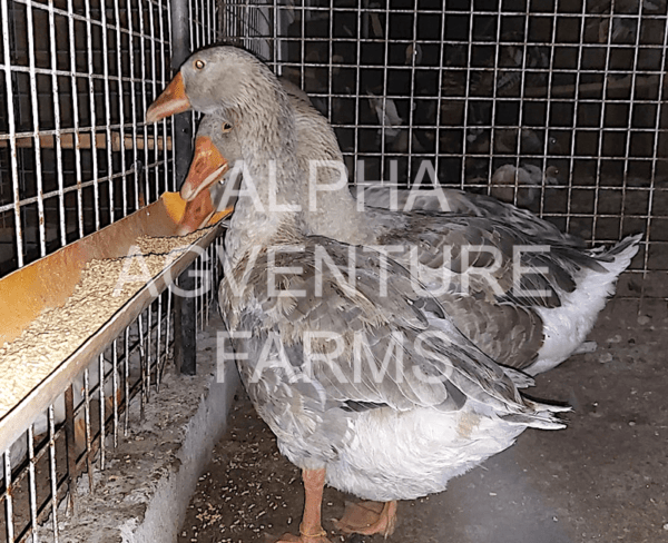 Buy French Toulouse Geese from Alpha Agventure Farms