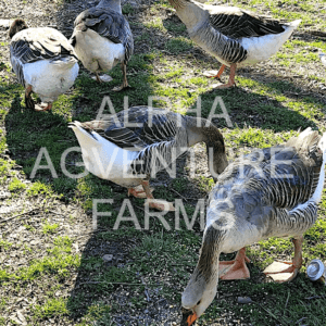 Buy French Toulouse Geese from Alpha Agventure Farms