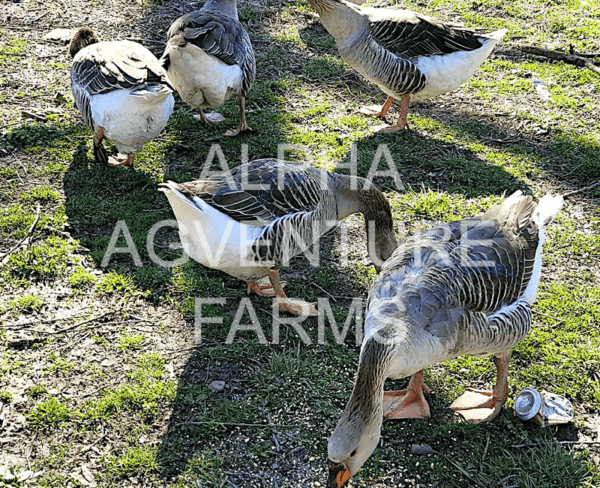 Buy French Toulouse Geese from Alpha Agventure Farms