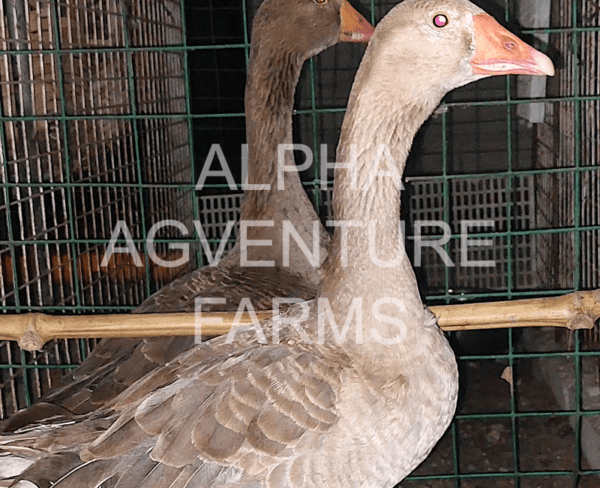 Buy French Toulouse Geese from Alpha Agventure Farms