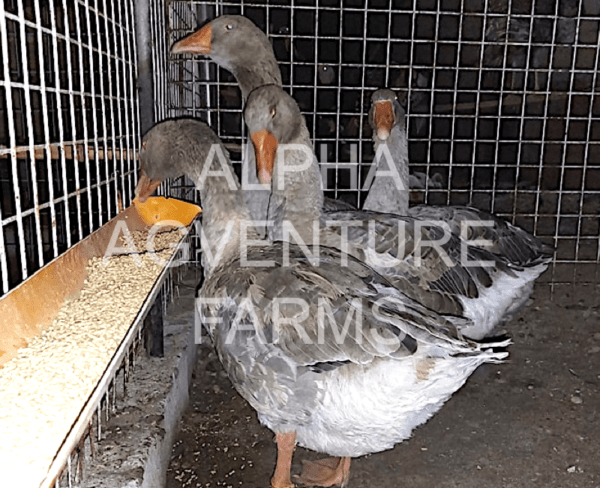 Buy French Toulouse Geese from Alpha Agventure Farms