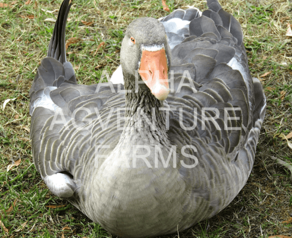 Buy French Toulouse Geese from Alpha Agventure Farms