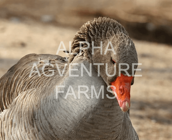 Buy French Toulouse Geese from Alpha Agventure Farms