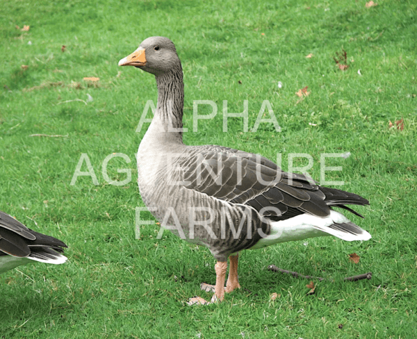 Buy French Toulouse Geese from Alpha Agventure Farms