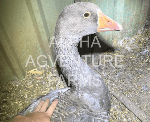 Buy French Toulouse Geese from Alpha Agventure Farms