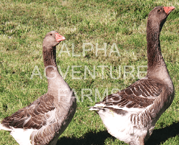 Buy French Toulouse Geese from Alpha Agventure Farms