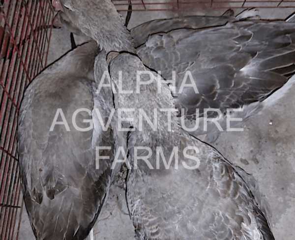 Buy French Toulouse Geese from Alpha Agventure Farms