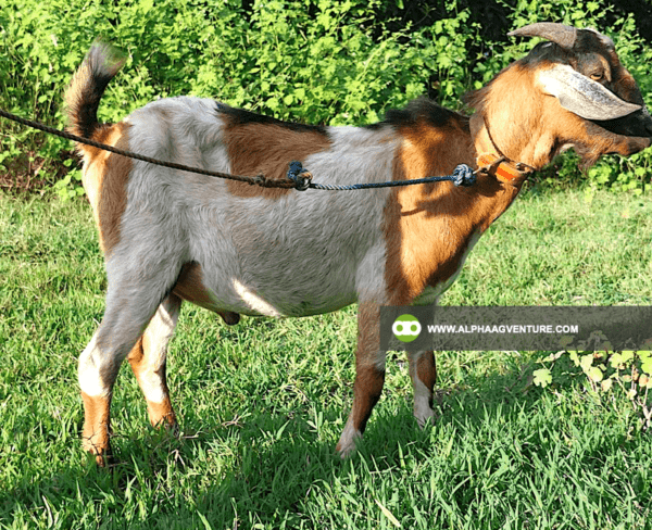 Buy Hybrid Goat for Sale from Alpha Agventure Farms