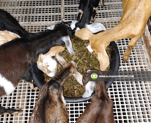 Buy Hybrid Goat for Sale from Alpha Agventure Farms