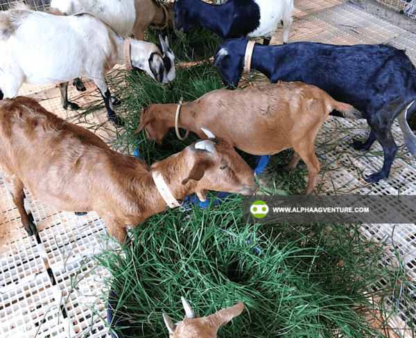 Buy Hybrid Goat for Sale from Alpha Agventure Farms