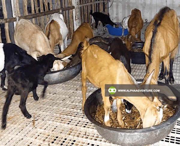 Buy Hybrid Goat for Sale from Alpha Agventure Farms