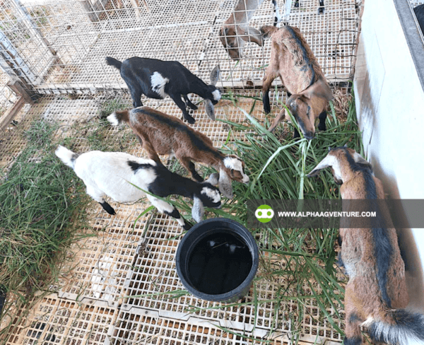 Buy Hybrid Goat for Sale from Alpha Agventure Farms