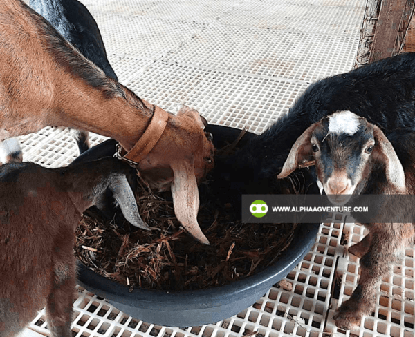 Buy Hybrid Goat for Sale from Alpha Agventure Farms