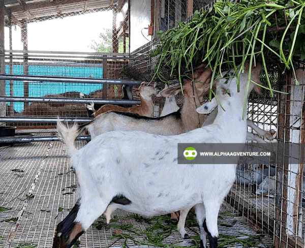 Buy Hybrid Goat for Sale from Alpha Agventure Farms