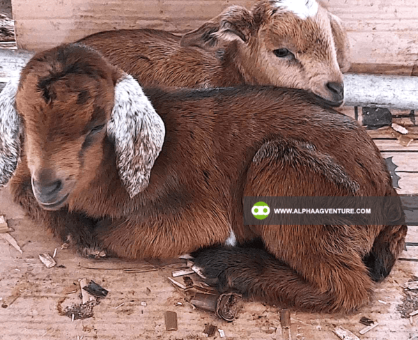 Buy Hybrid Goat for Sale from Alpha Agventure Farms