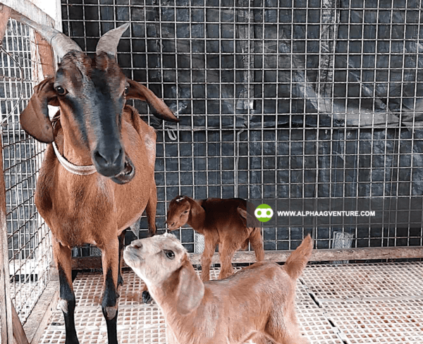 Buy Hybrid Goat for Sale from Alpha Agventure Farms