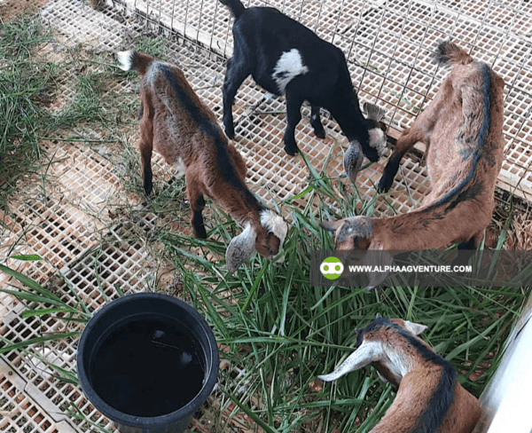 Buy Hybrid Goat for Sale from Alpha Agventure Farms