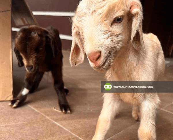 Buy Hybrid Goat for Sale from Alpha Agventure Farms