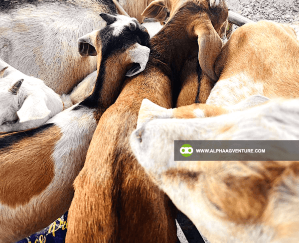 Buy Hybrid Goat for Sale from Alpha Agventure Farms