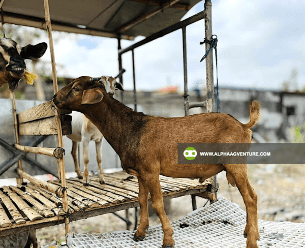 Buy Hybrid Goat for Sale from Alpha Agventure Farms